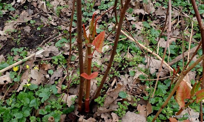De nye skud på japansk pileurt er rødlige