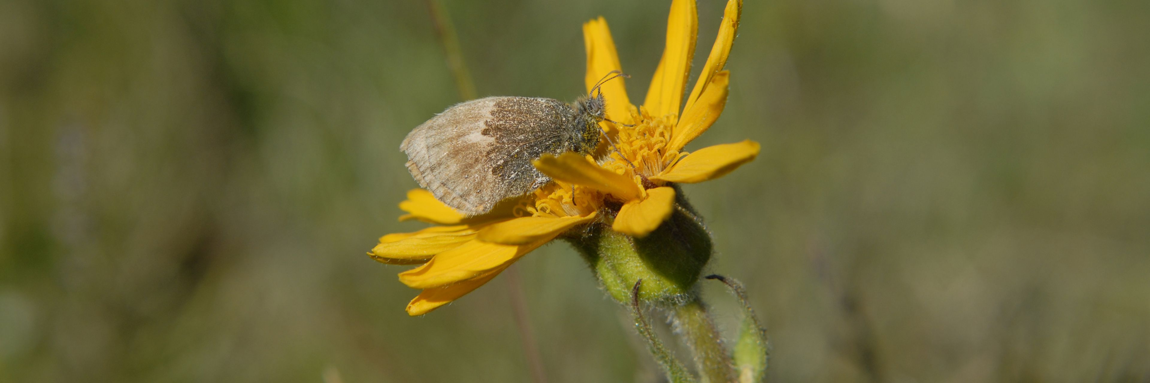 Guldblomme - en sjælden plante, som på Fyn kun vokser i Rødme Svinehaver