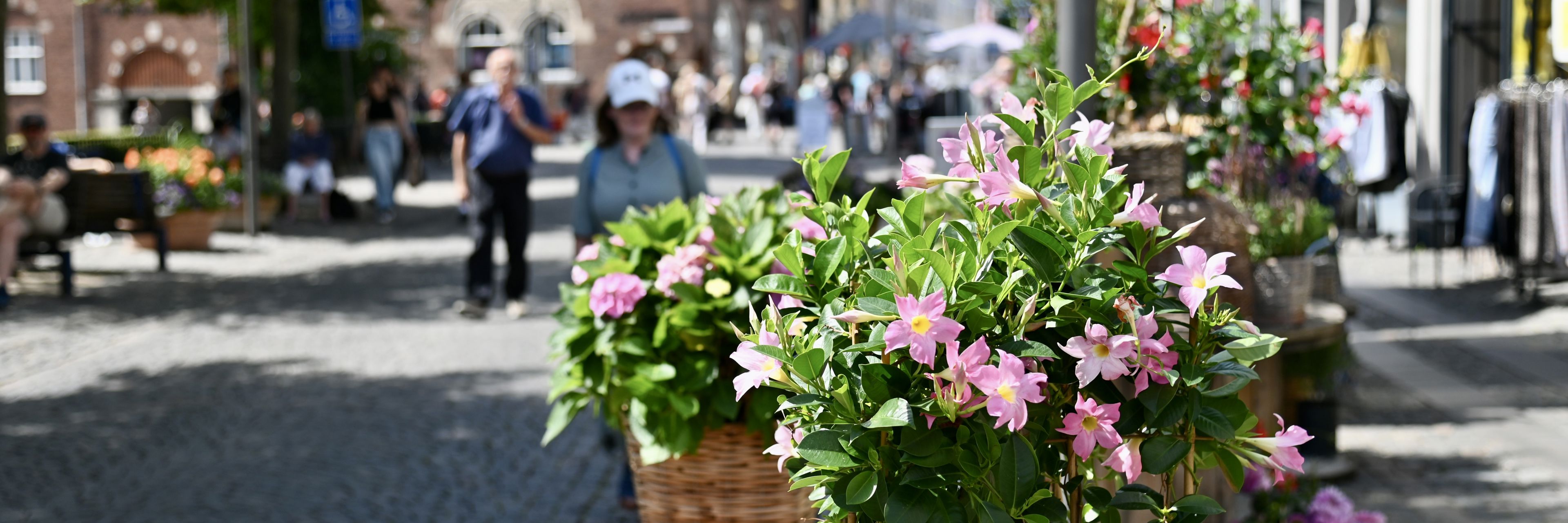 Sommerblomster på gågaden i Svendborg