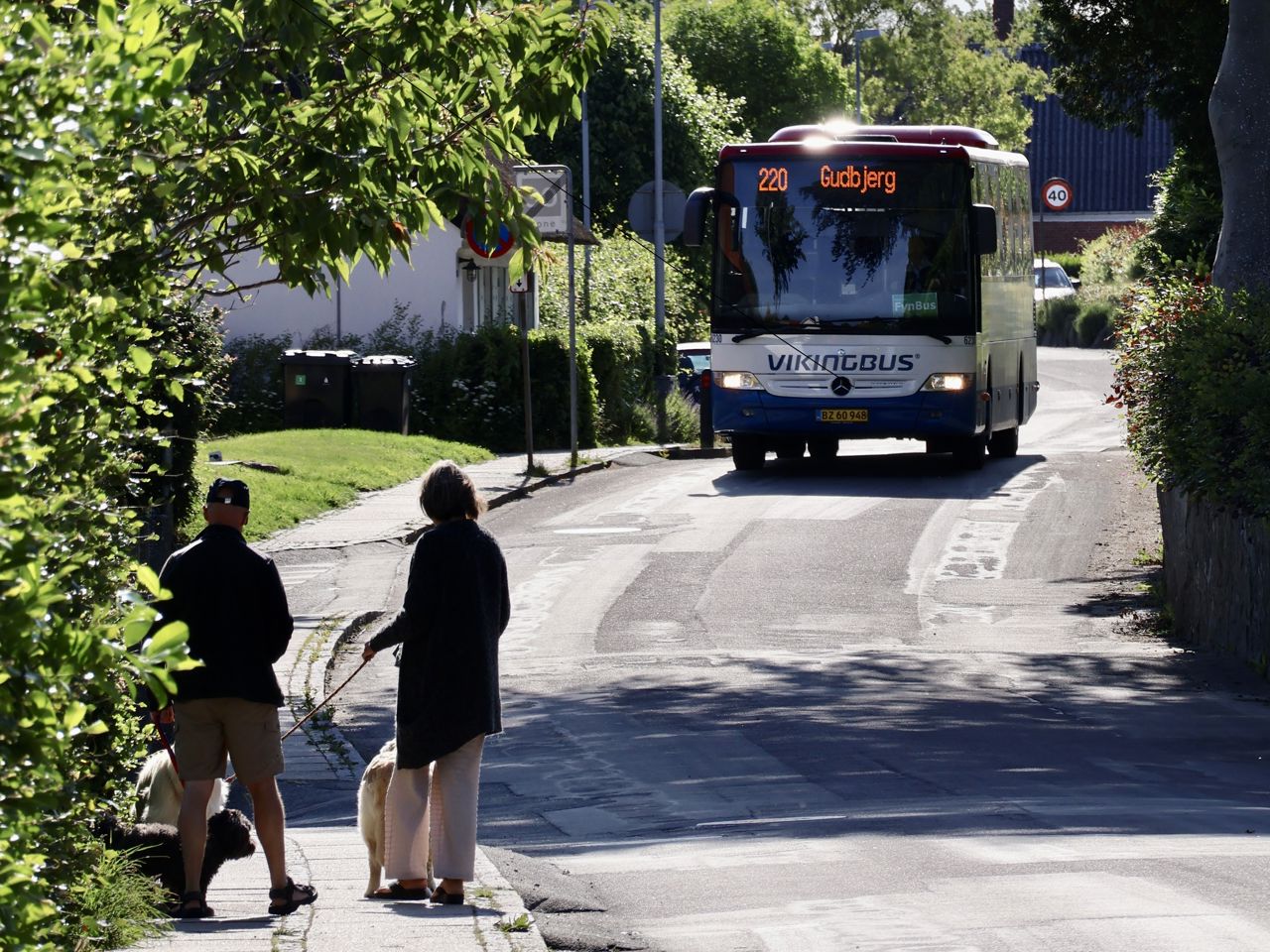 Bløde trafikanter, som lufter hunde, og en modkørende bus - på Bergmannsvej på Thurø.