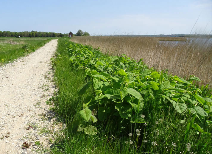 Større bestand af kæmpepileurt langs en sti ved havet