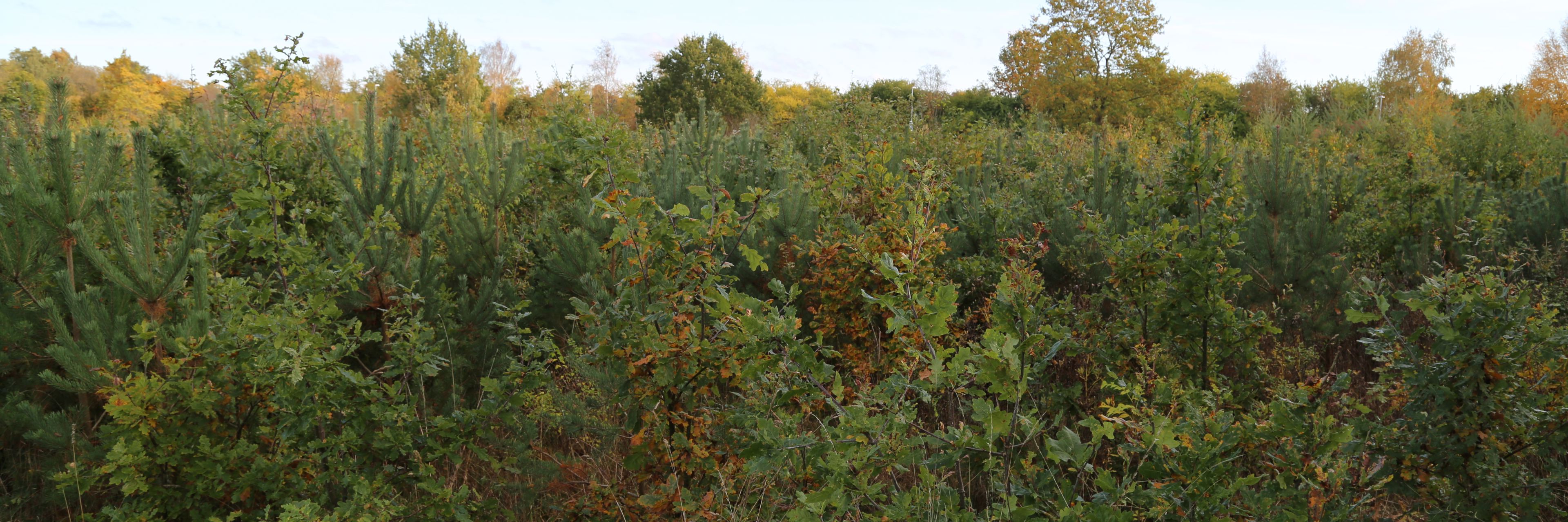 Tæt og lav beplantning med blandede unge træer 5 år efter plantning. Større træer i baggrunden. Efterårsfarver.