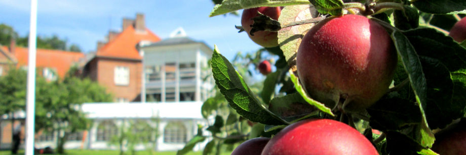 Æbletræ i haven bag Caroline Amalie Plejecenter