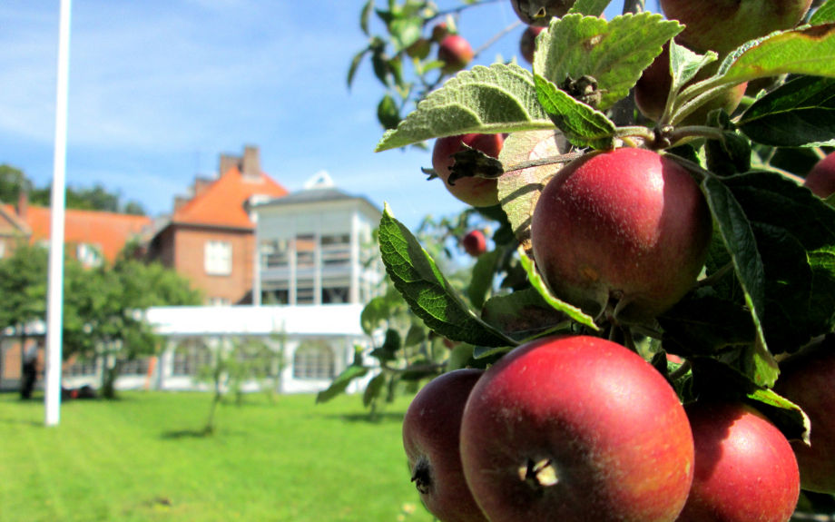 Æbletræ i haven bag Caroline Amalie Plejecenter