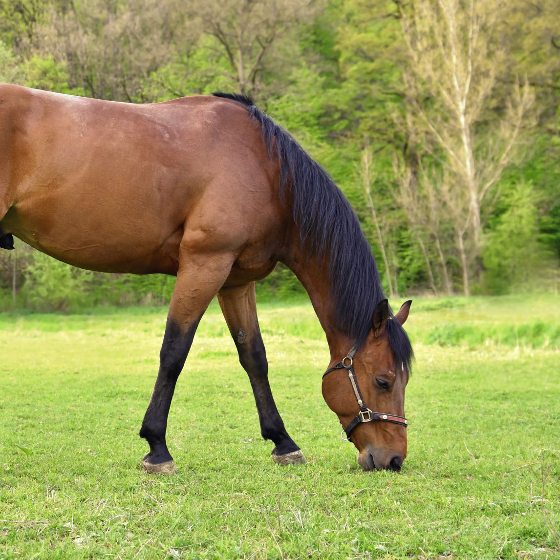 Hest der græsser