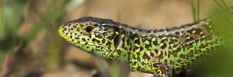 Markfirbenet lever på solrige sandede skrænter få steder i kommunen.