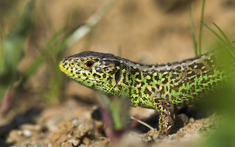 Markfirbenet lever på solrige sandede skrænter få steder i kommunen.