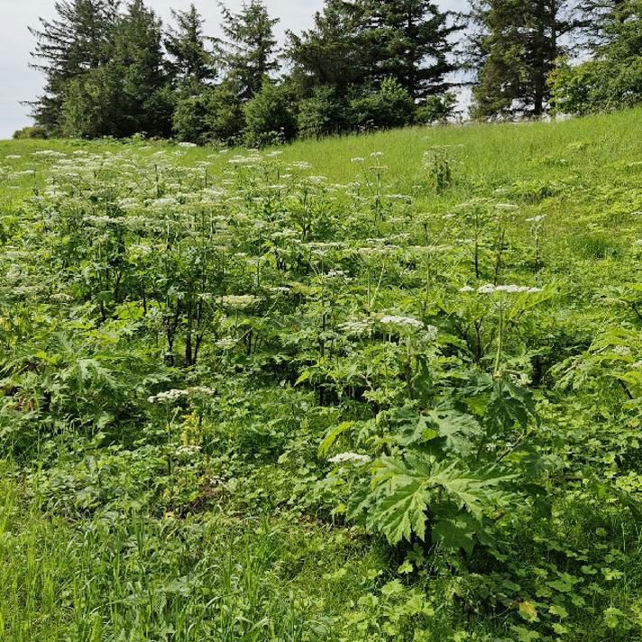 Samling af kæmpebjørneklo