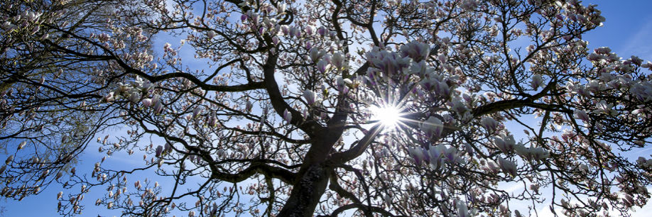 Foto af træer fra Aldersro Plejecenter
