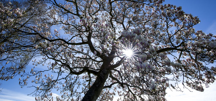 Foto af træer fra Aldersro Plejecenter