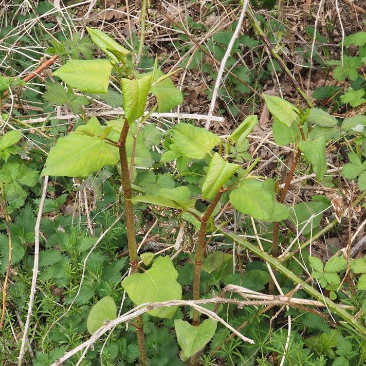 Pileurtens bambusagtige stængler