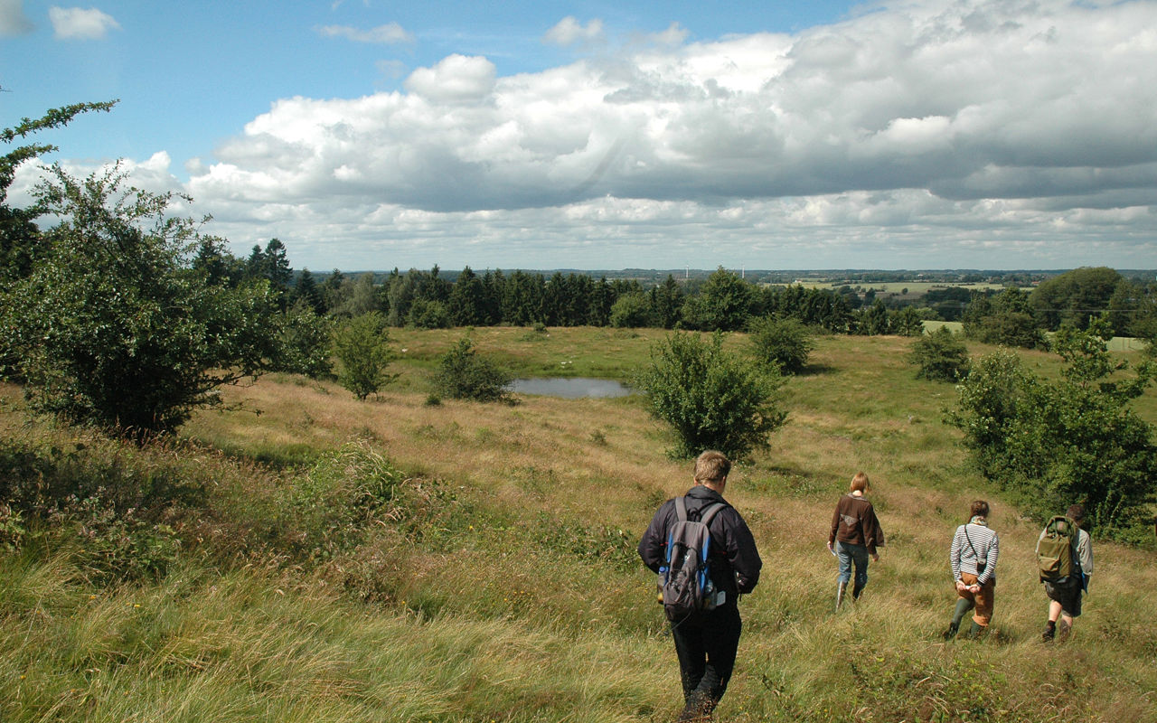 Rødme Svinehaver har aldrig været opdyrket. Græsning gennem flere hundrede år har skabt det artsrige overdrev.