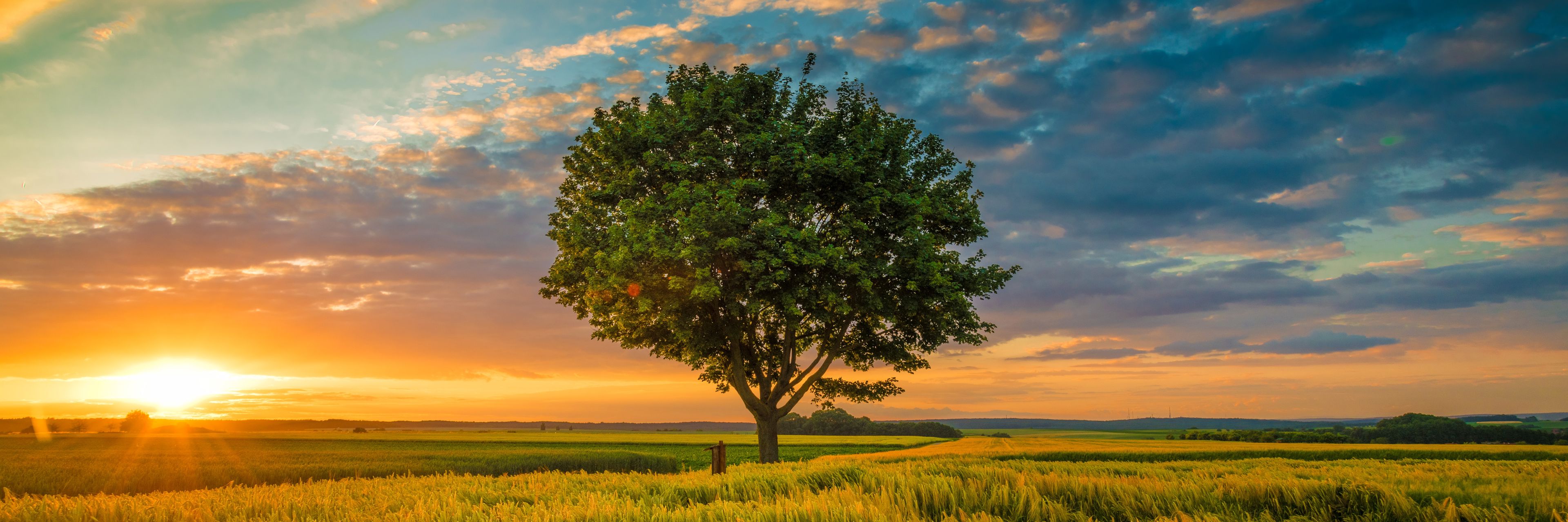 Stort træ på mark i solnedgang