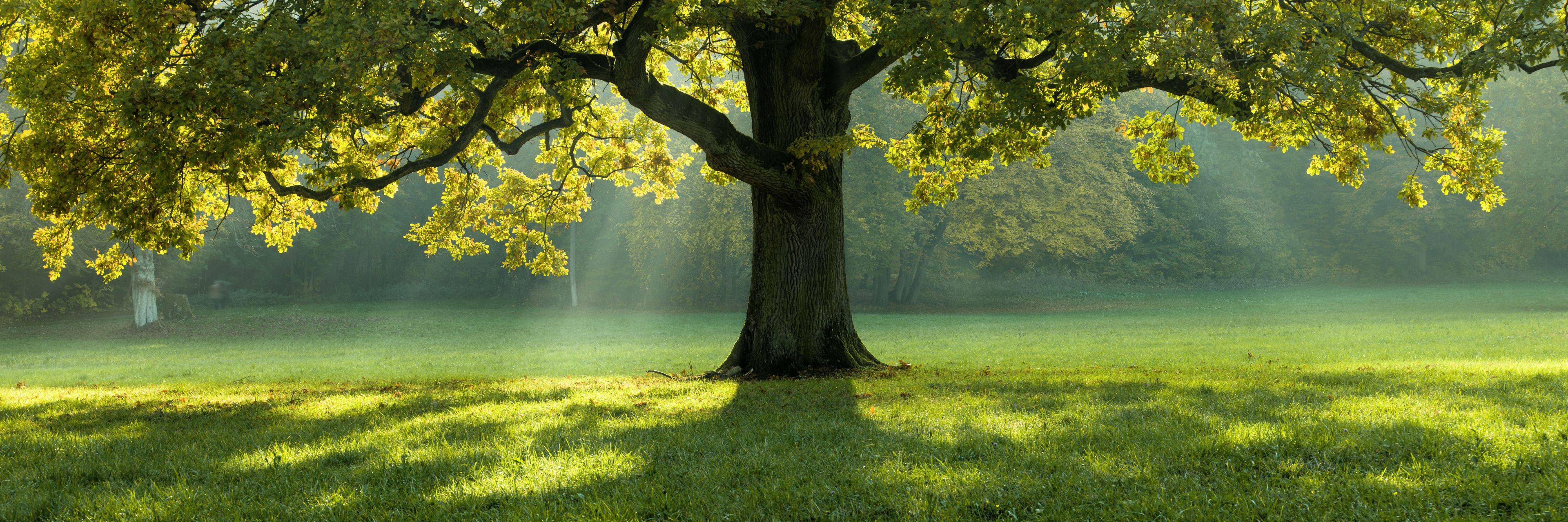 Billede af træ i solskin