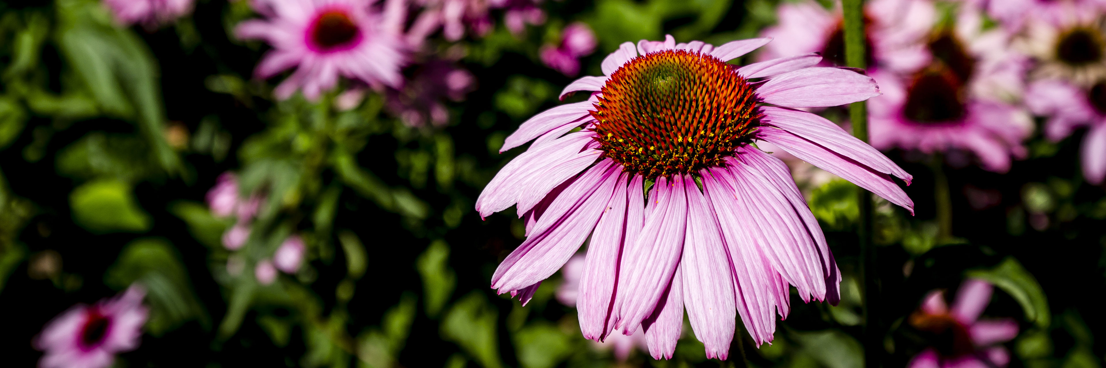 Purpursolhat i Krøyers Have