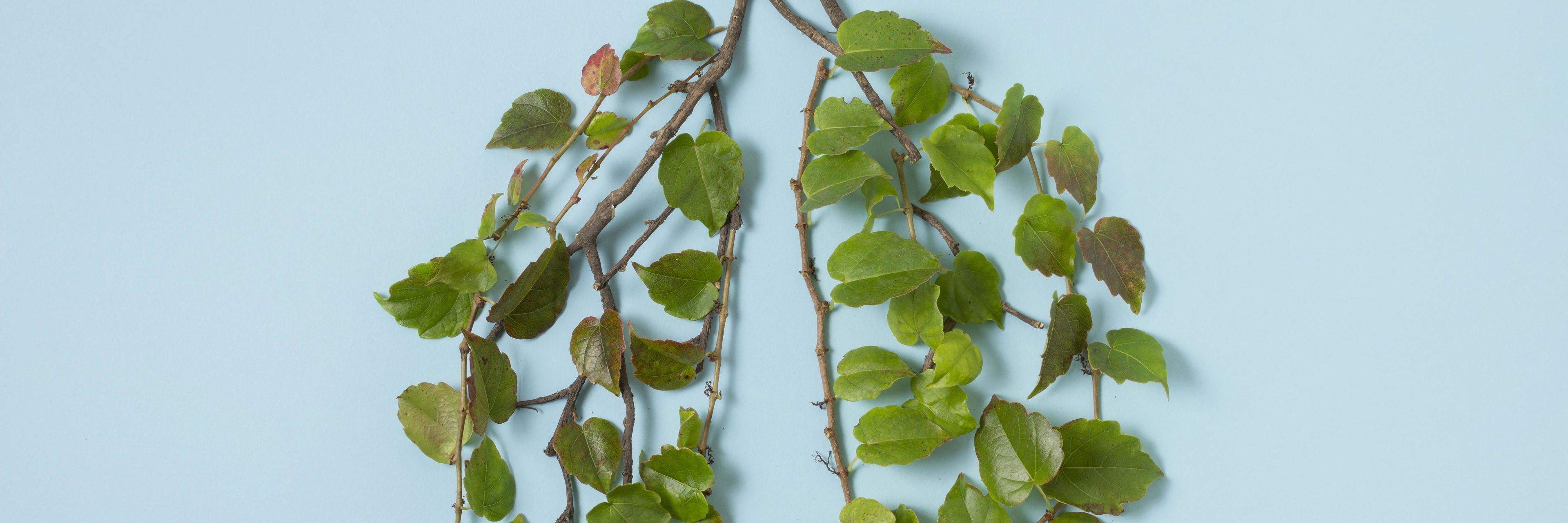 To grene med grønne blade på - formet som lunger