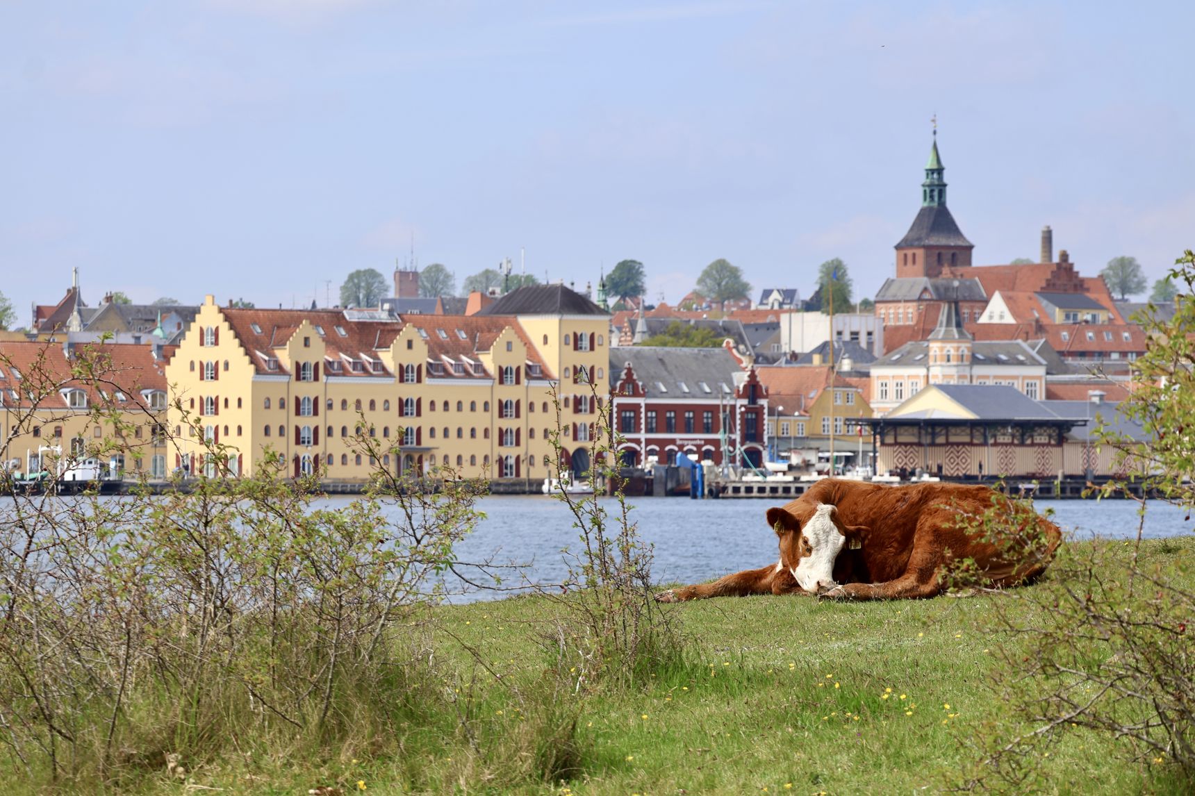 Ko, der hviler sig på Skansen - med udsigt til Svendborg.