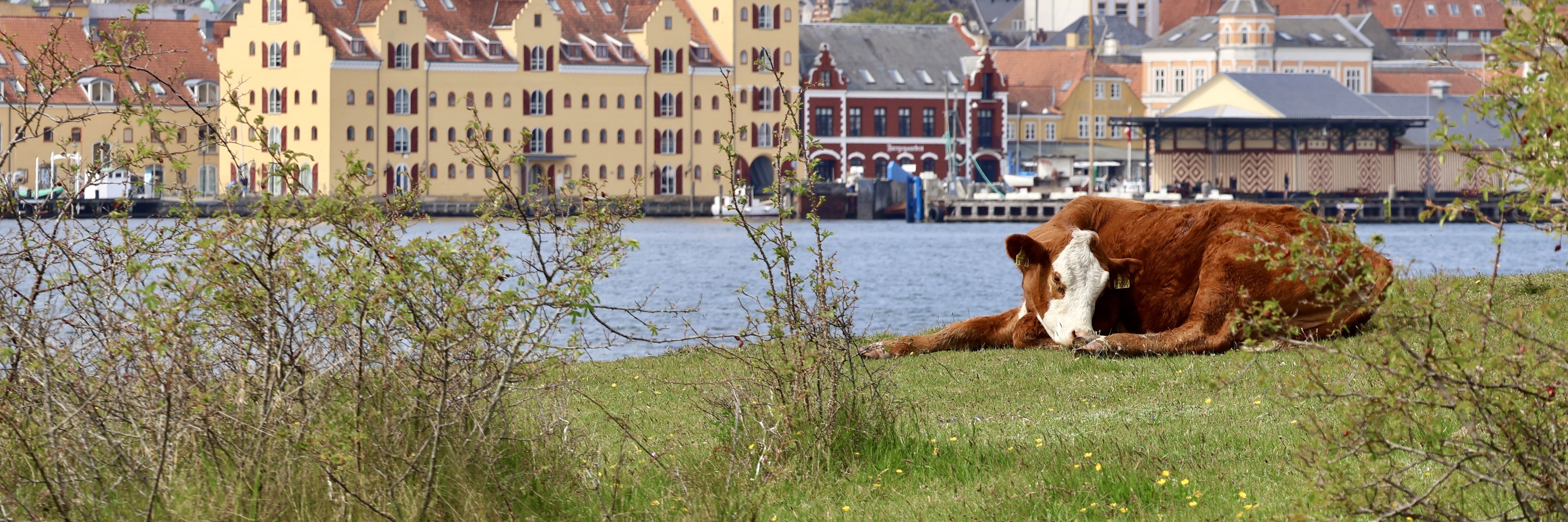 Ko, der hviler sig på Skansen - med udsigt til Svendborg.
