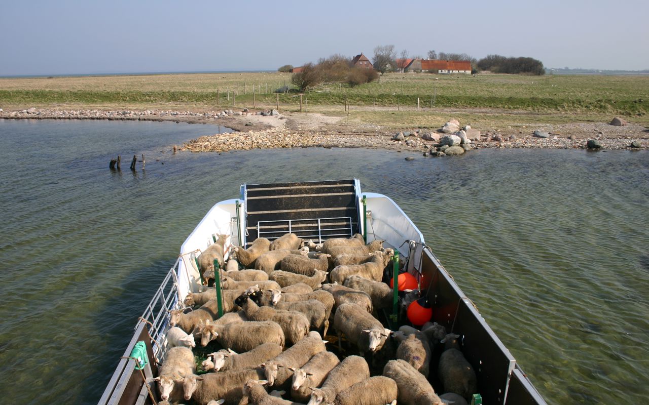 Kreaturprammen Yrsa fyldt med får ved indsejlingen til en ø i Det Sydfynske Øhav