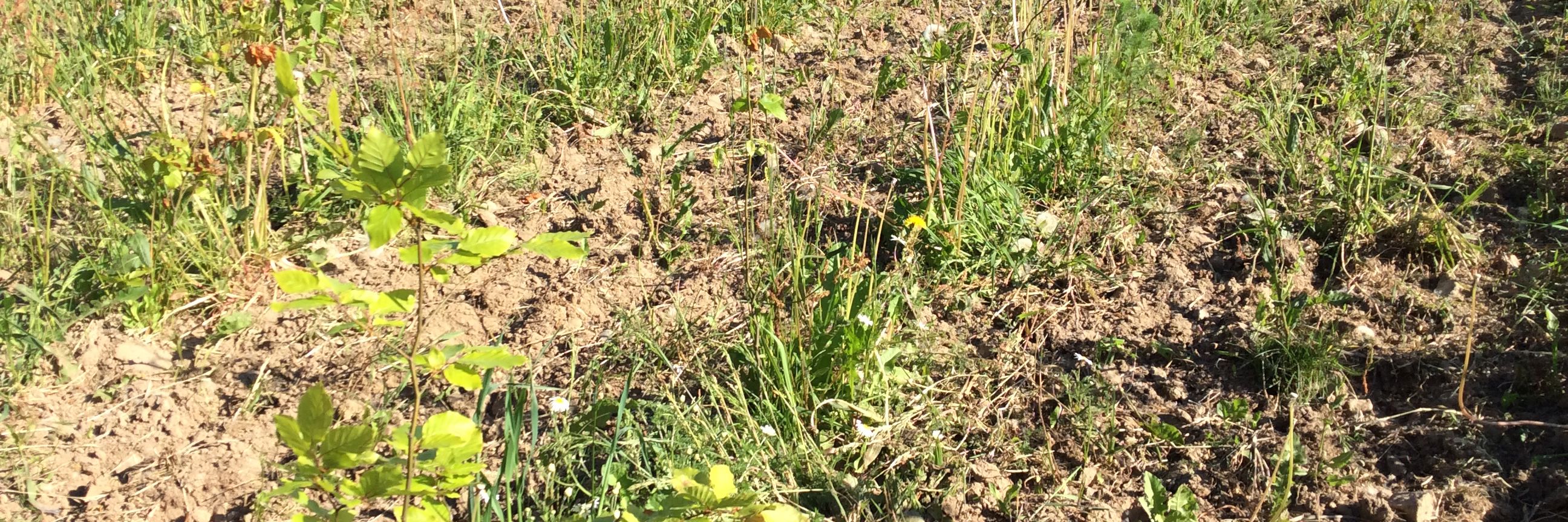 Nyplantet skov på mark. I forgrunden et lille nyudsprunget bøgetræ