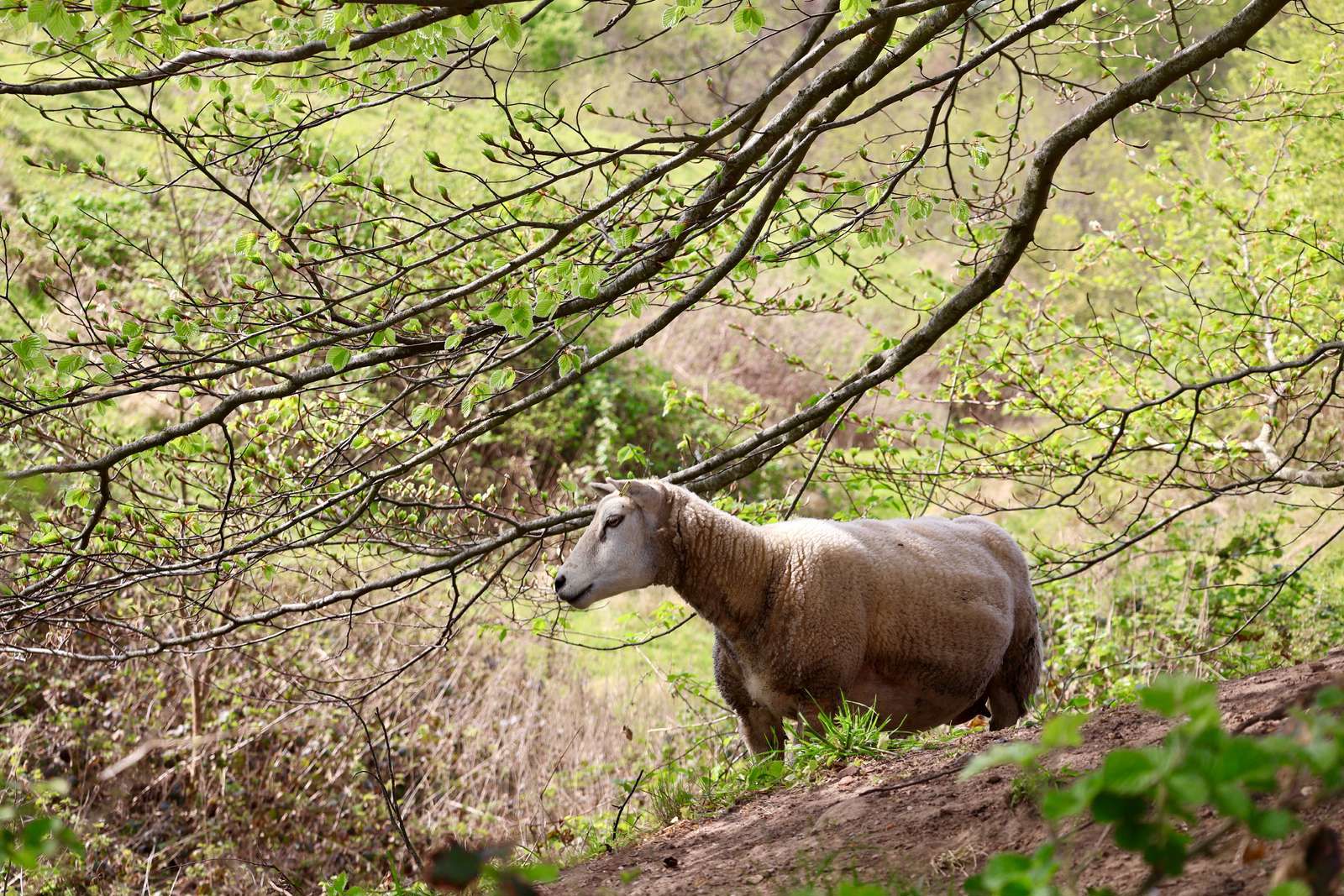 Et enkelt græssende får.