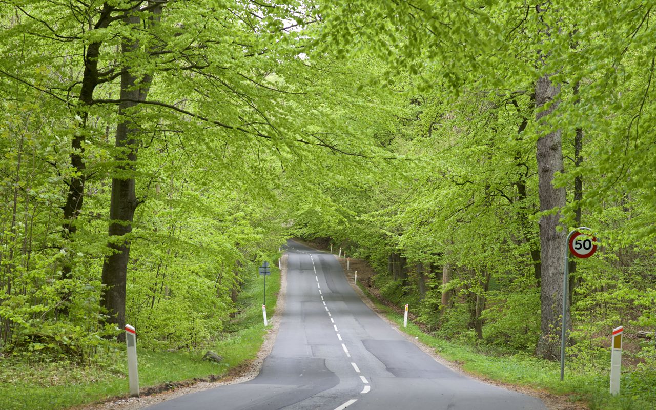 Vej igennem grøn skov