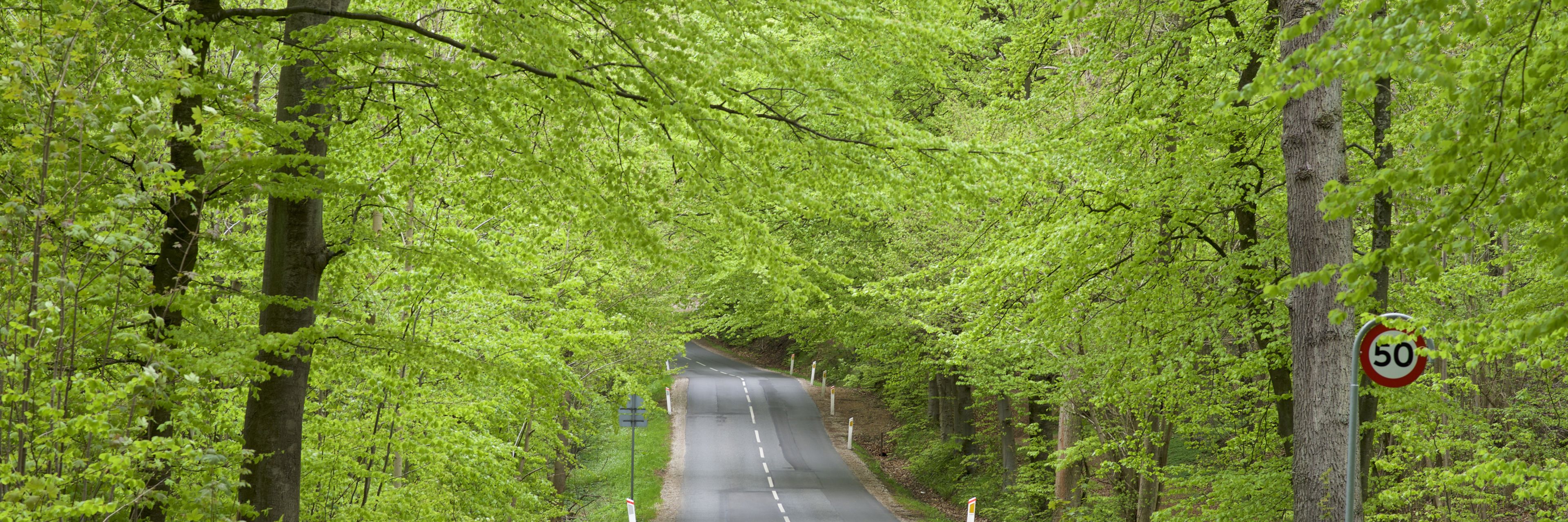 Vej igennem grøn skov